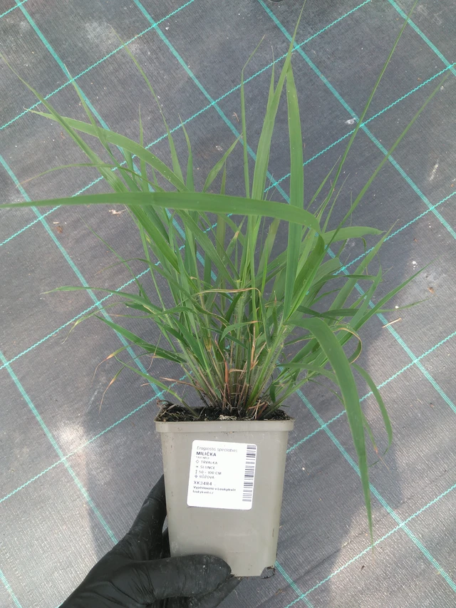 Milička - 10. 7. 2025