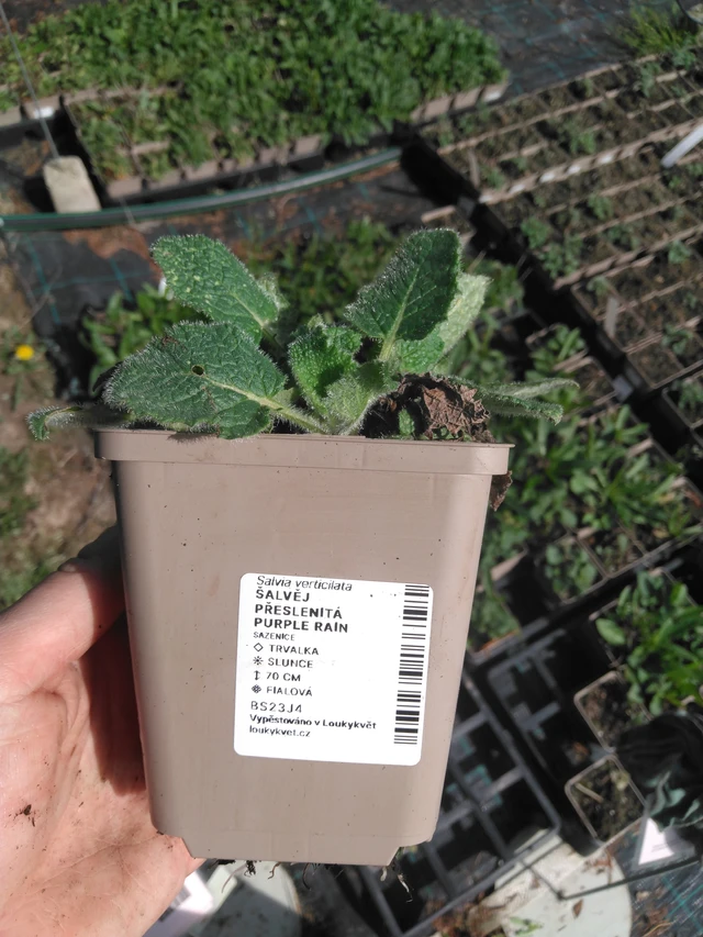Pyökkisalvia Purple Rain - 2024