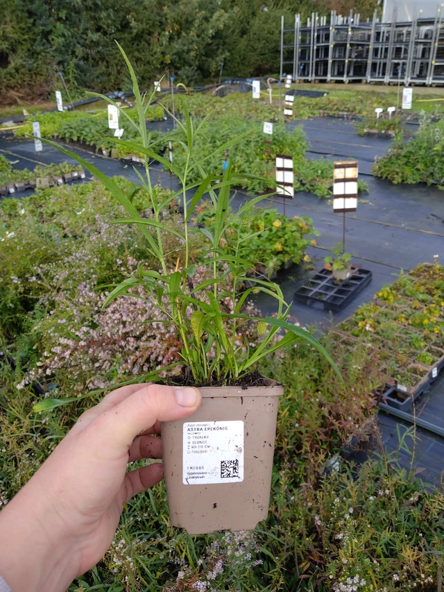 Aster Erlkönig - 9. 10. 2025