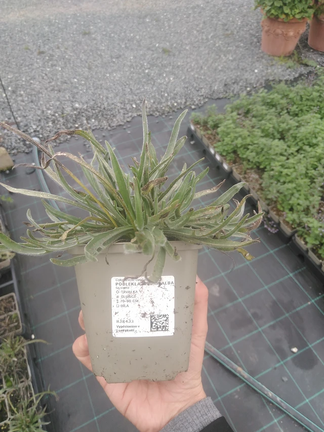 Lobelia azul Alba - 10. 10. 2025