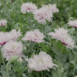 Mák Lilac Pompom, Loukykvět