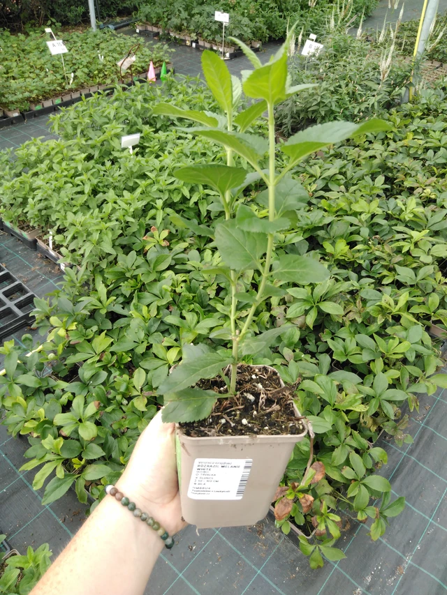 Verónica Melanie White - 2024