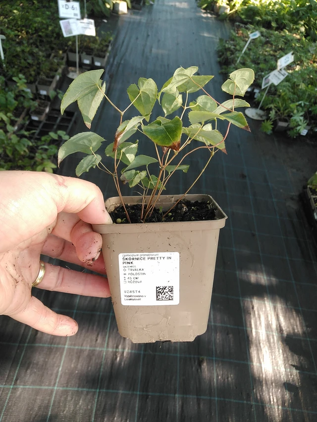 Epimedium Pretty in Pink - 19. 8. 2025