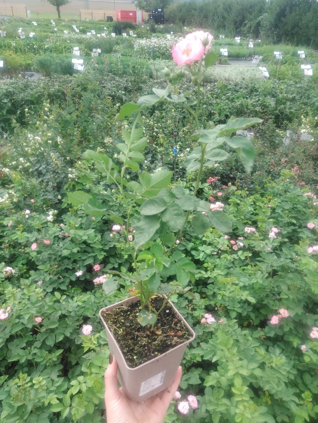 Rose Magical Passoa - 2024