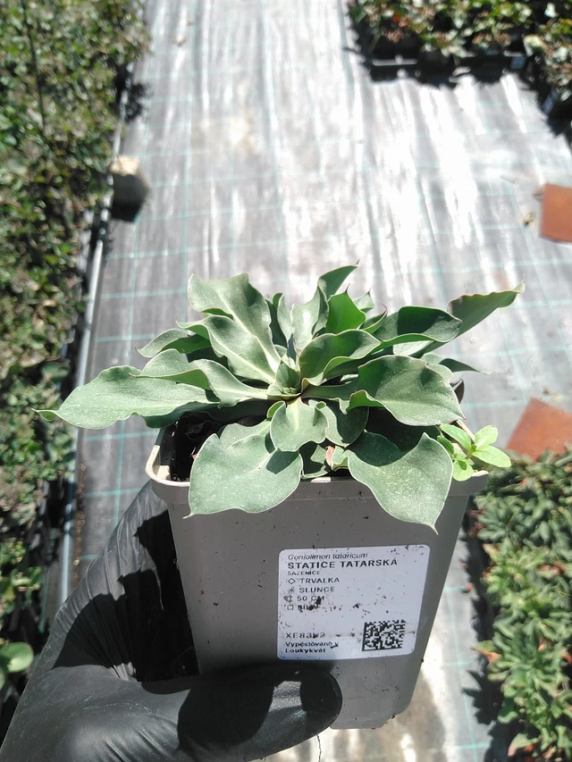 Statice tatarská - 19. 8. 2025