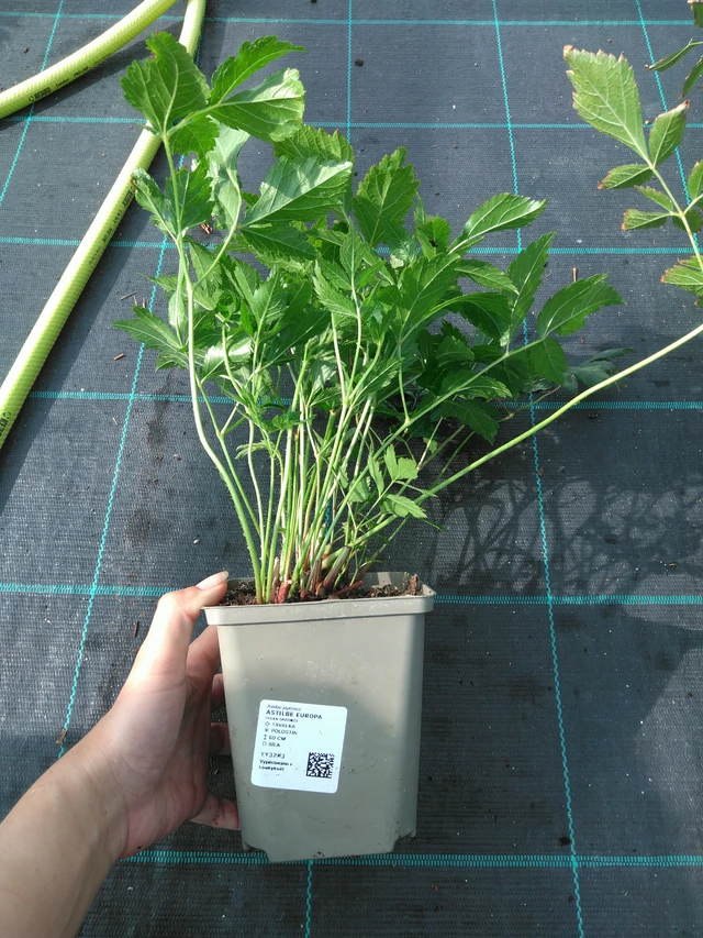 Astilbe Europa - 11. 7. 2025