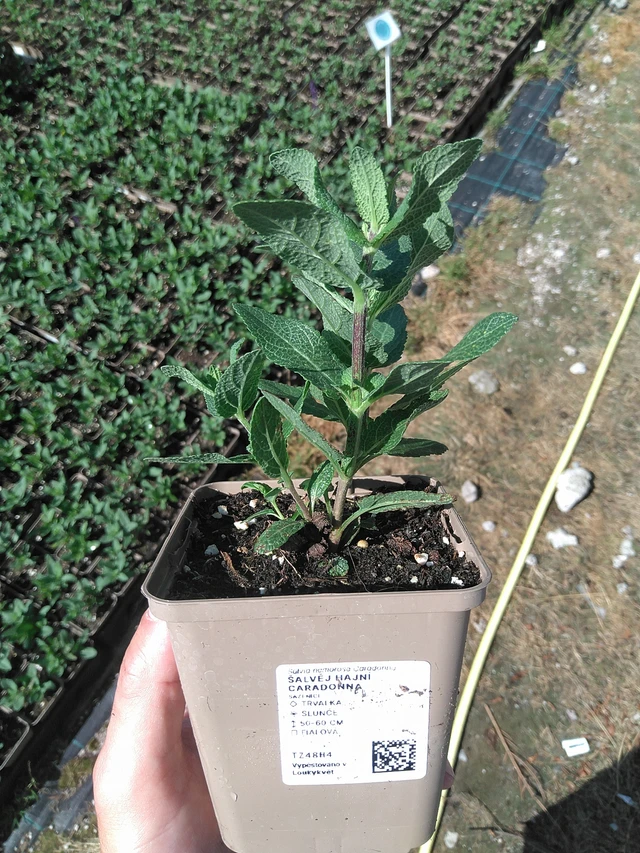 Šalvěj hajní Caradonna - 27. 6. 2025