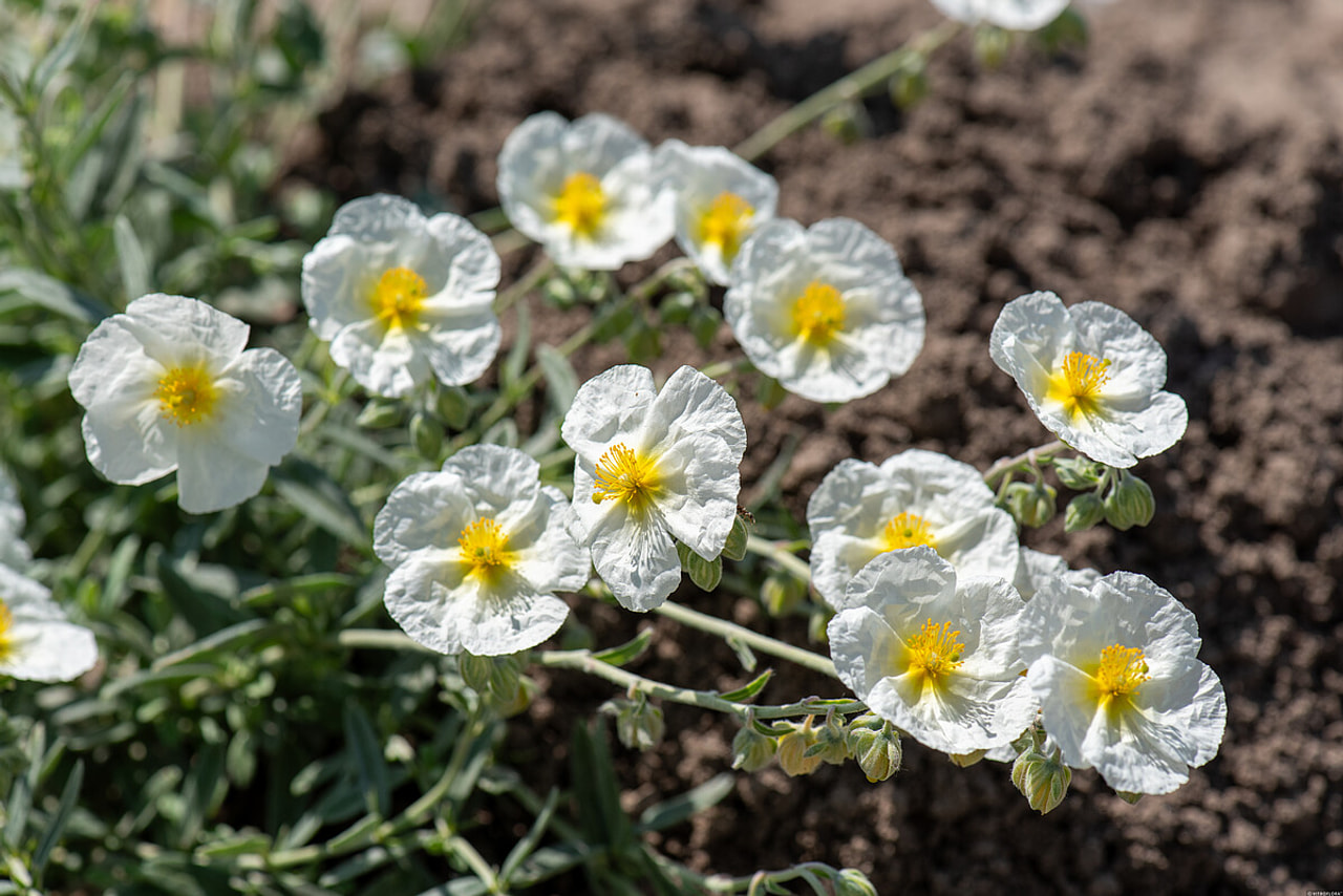 Zonneroosje The Bride, Loukykvět