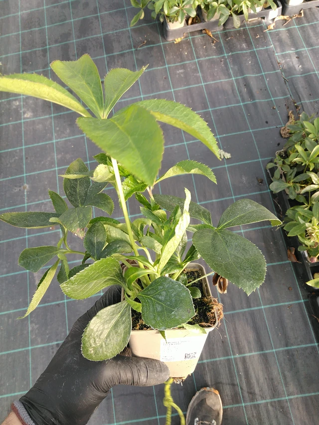 Hellebore Double Ellen Pink - 31. 10. 2025