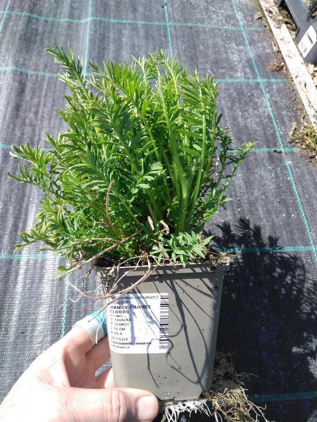 Astrantia Filigree Clouds - 3. 4. 2025