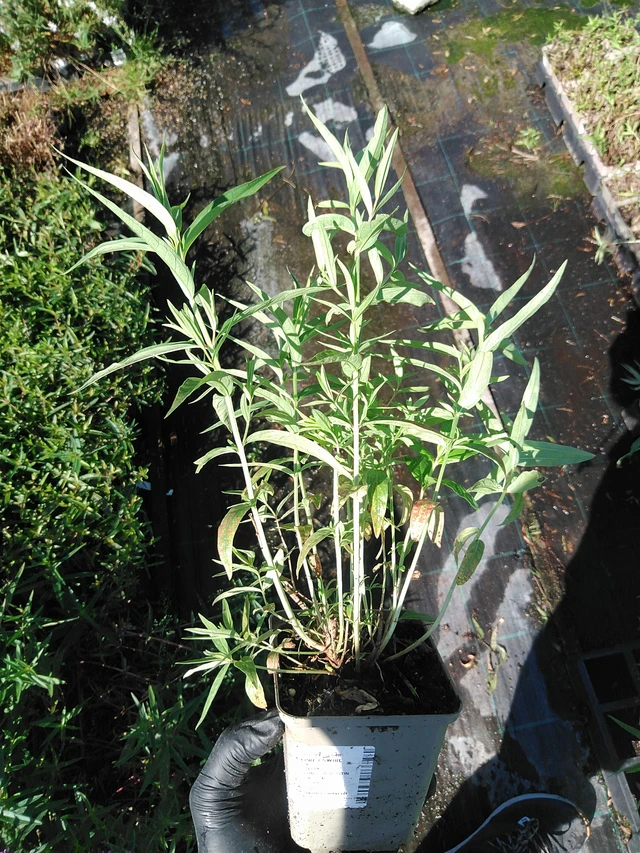 Rantakukka Swirl - 19. 8. 2025