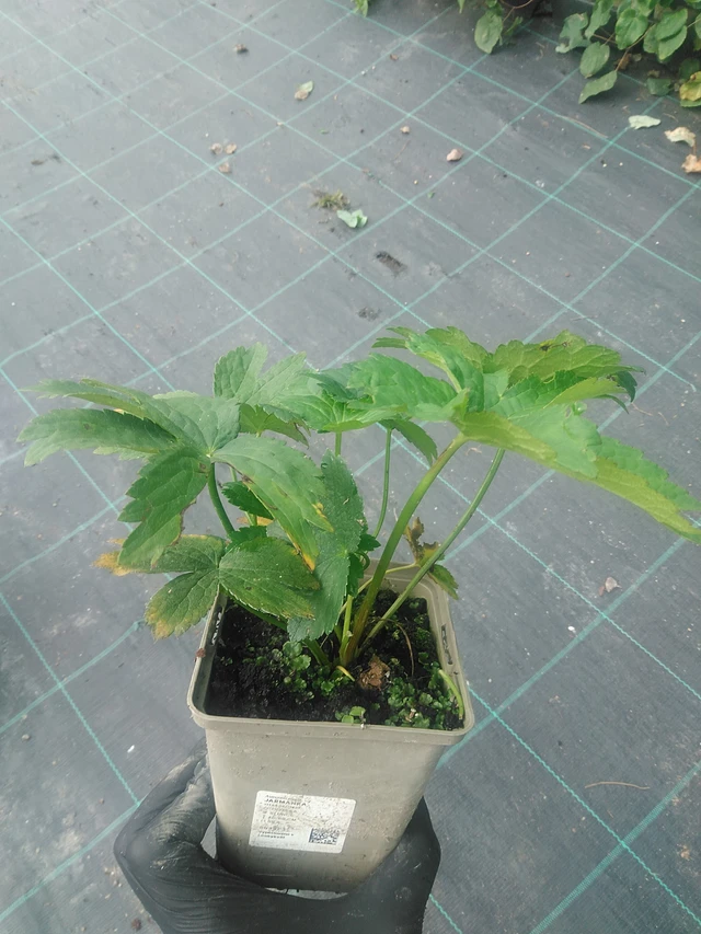 Jarmanka - 10. 9. 2025