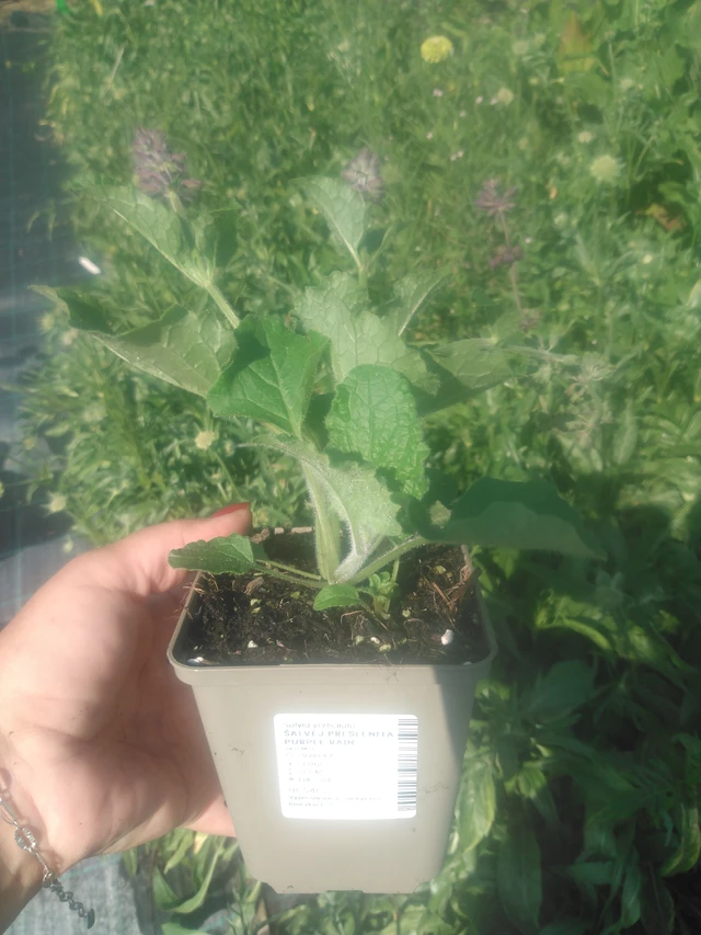 Pyökkisalvia Purple Rain - 2024