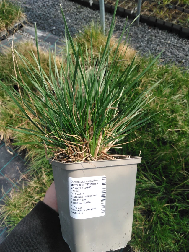 Metlice trsnatá Schottland - 13. 5. 2025