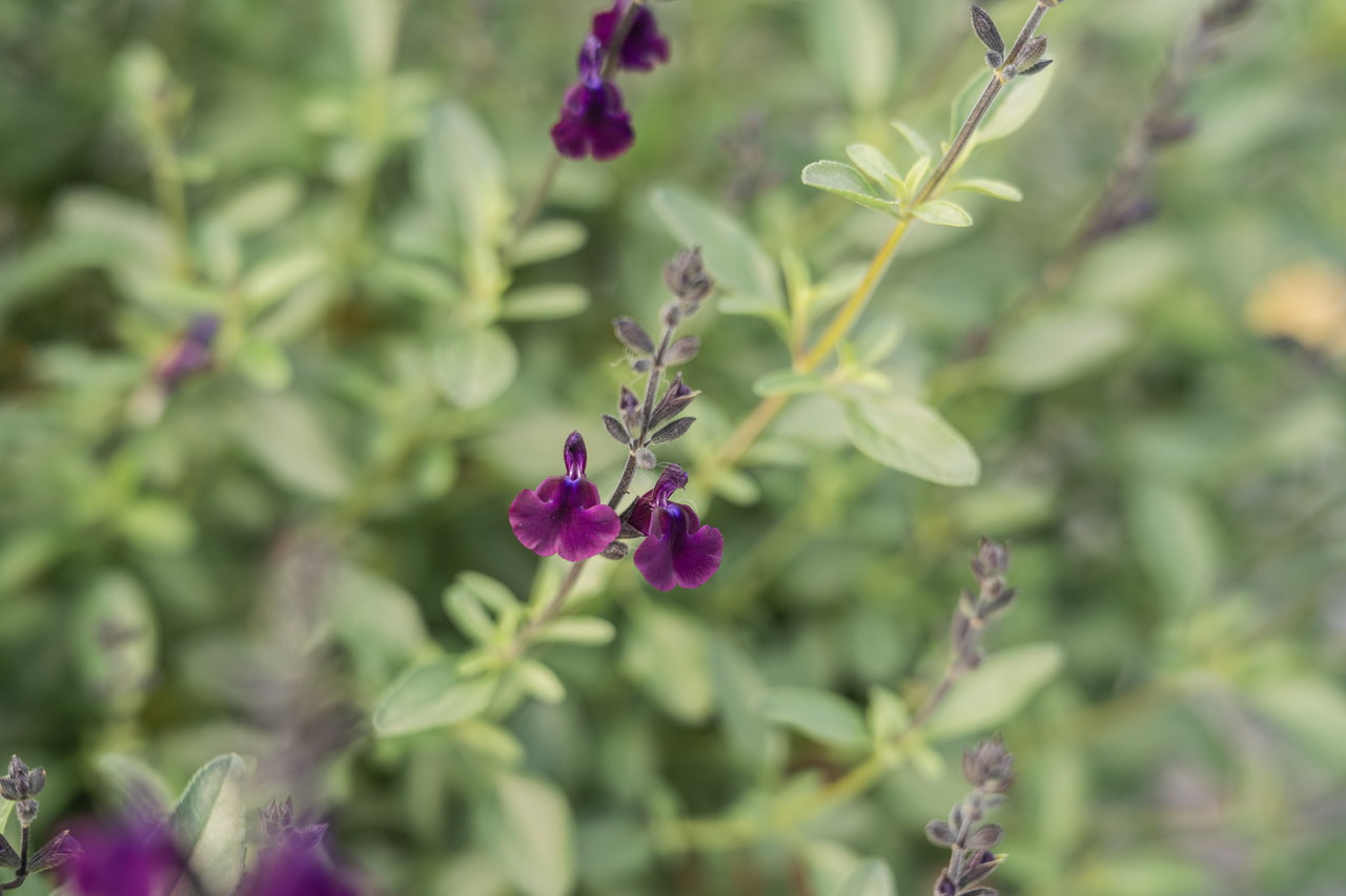 Šalvěj Nachtvlinder, Loukykvět
