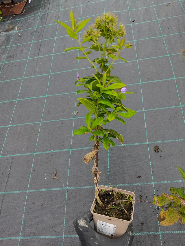 Flox Sweet Summer Ocean - 12. 9. 2025