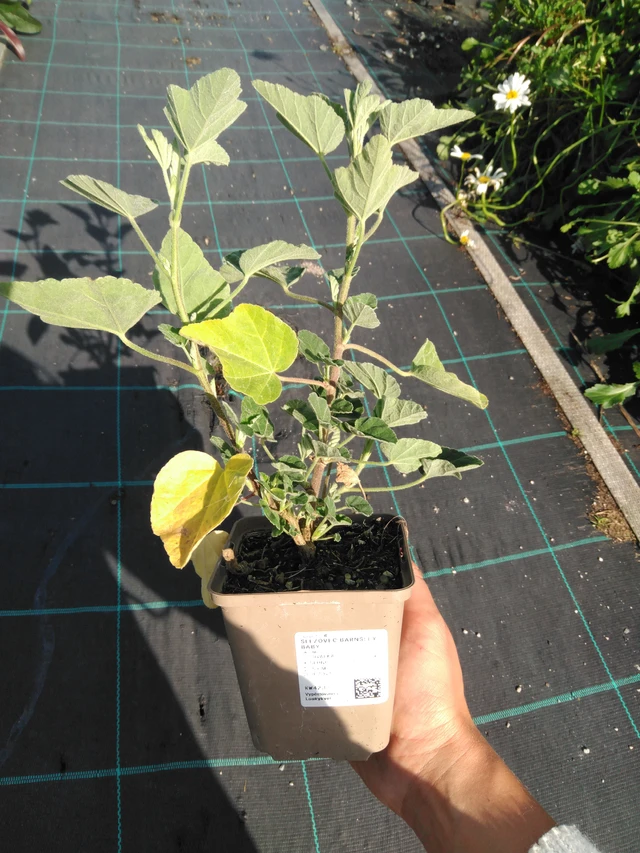 Malva Barnsley Baby - 11. 9. 2025