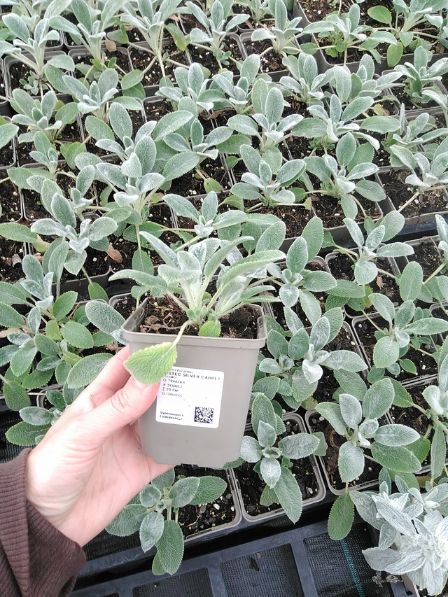 Pehmytmesiangervo Silver Carpet - 9. 6. 2025