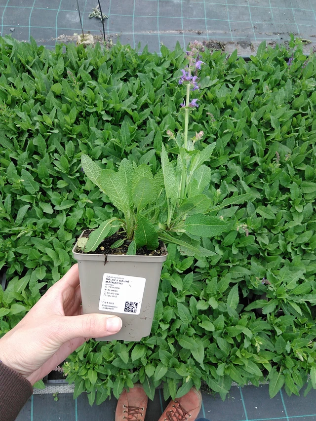 Šalvěj hajní Mainacht - 9. 6. 2025