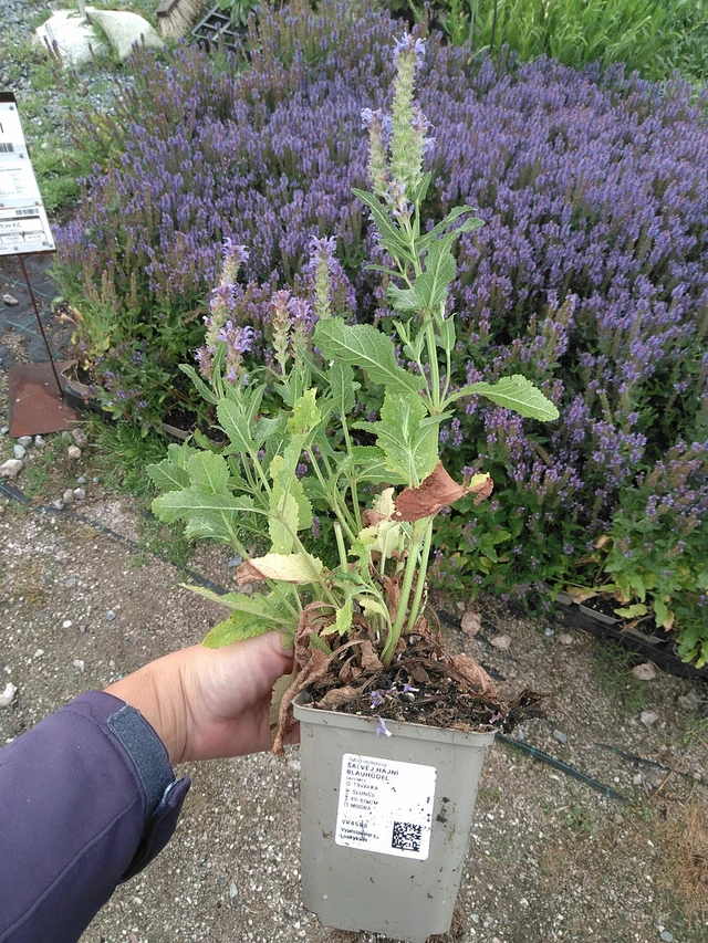 Salvia hajní Blauhügel - 11. 7. 2025