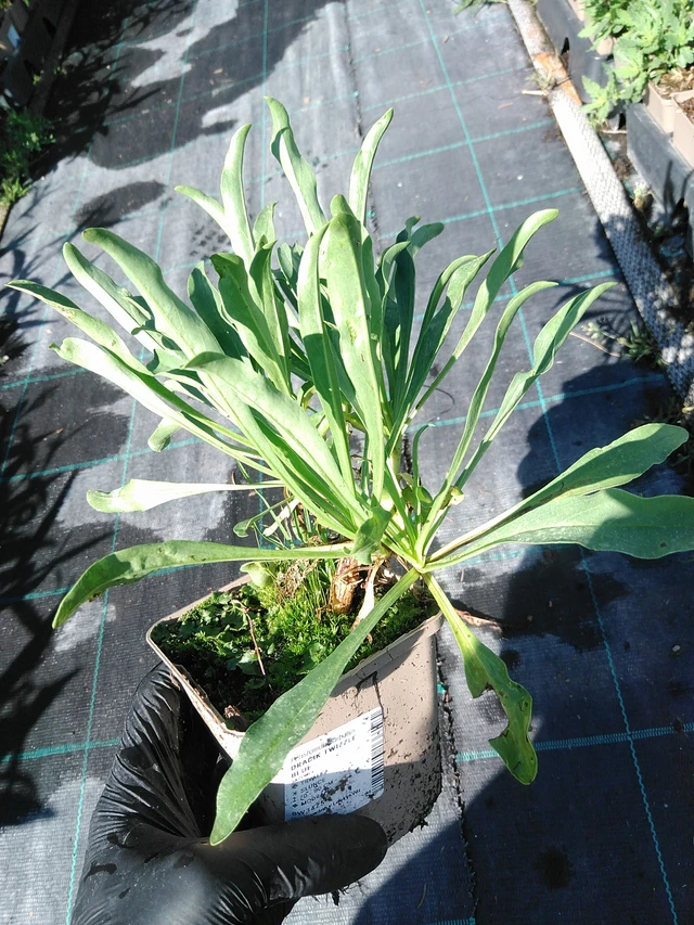 Flor de dragón Twizzle Blue - 19. 8. 2025