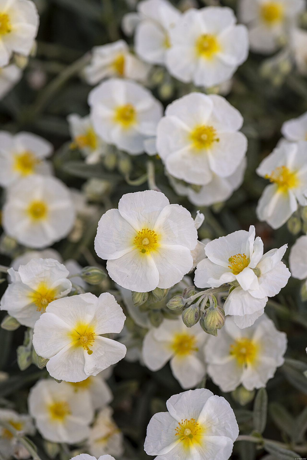 Zonneroosje The Bride, Loukykvět