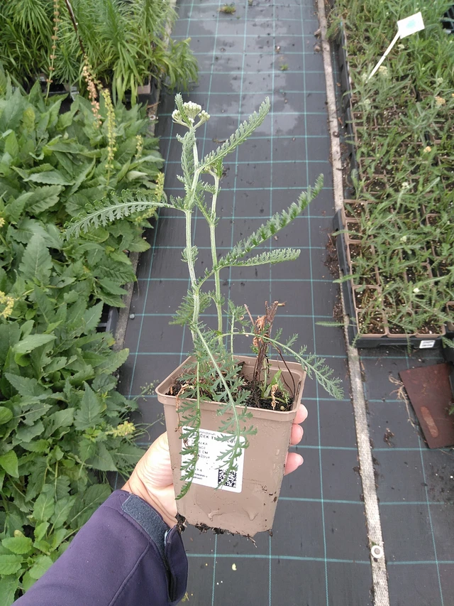 Řebříček Terracotta - 11. 7. 2025