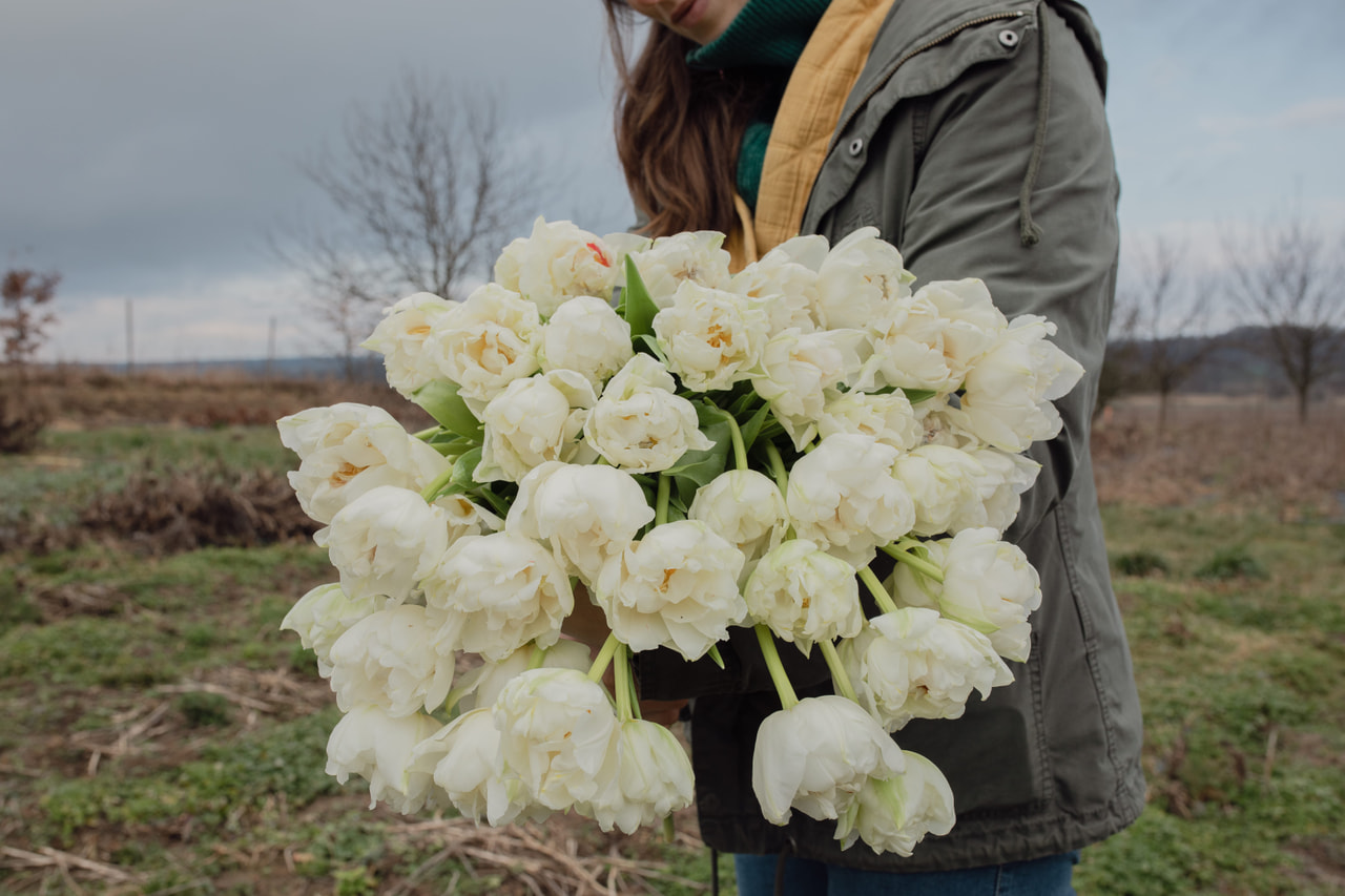 Tulipán Northcap, Loukykvět