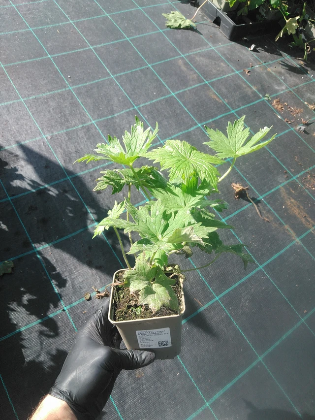 Delphinium Magic Fountains Dark Blue (White Bee) - 13. 10. 2025