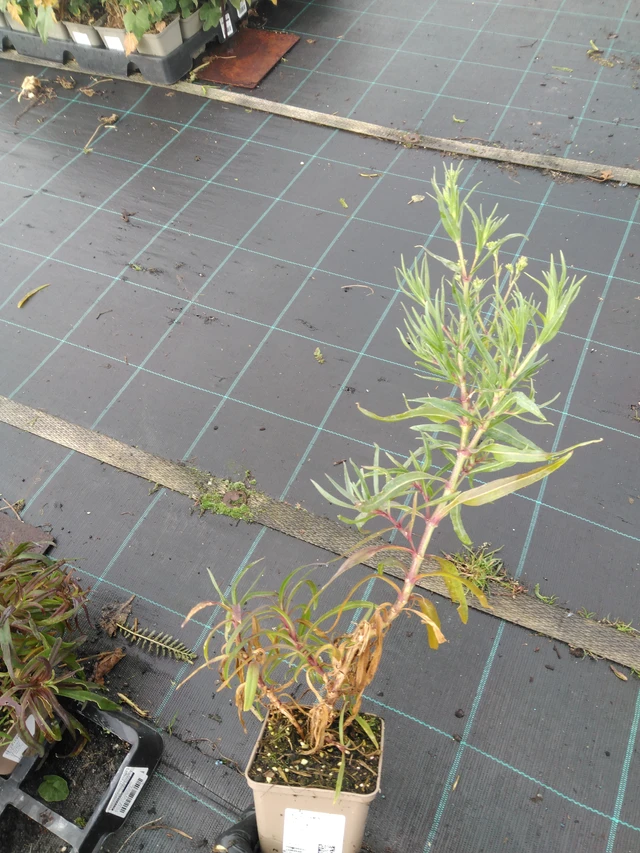 Baby's Breath Flamingo - 23. 10. 2025