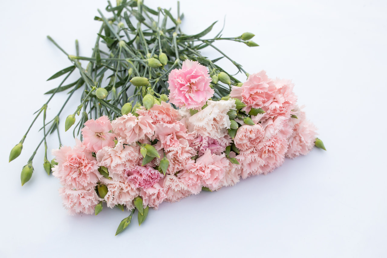 Karafiát Chabaud La France, Loukykvět