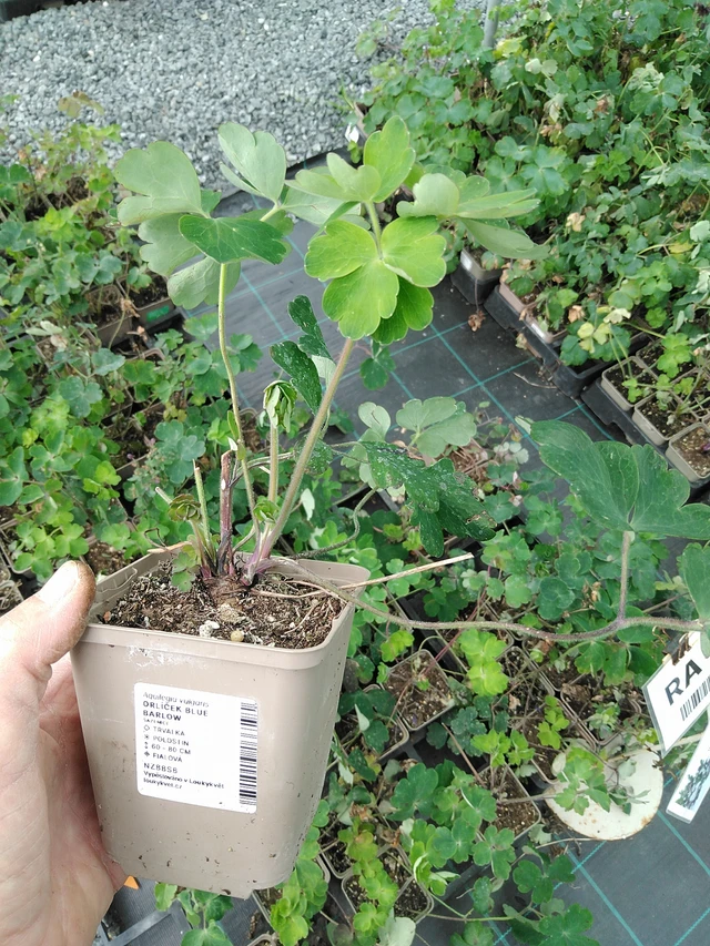 Columbine Blue Barlow - 9. 6. 2025