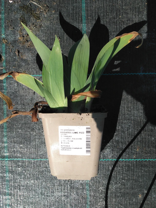 Lirio Lime Fizz - 3. 4. 2025