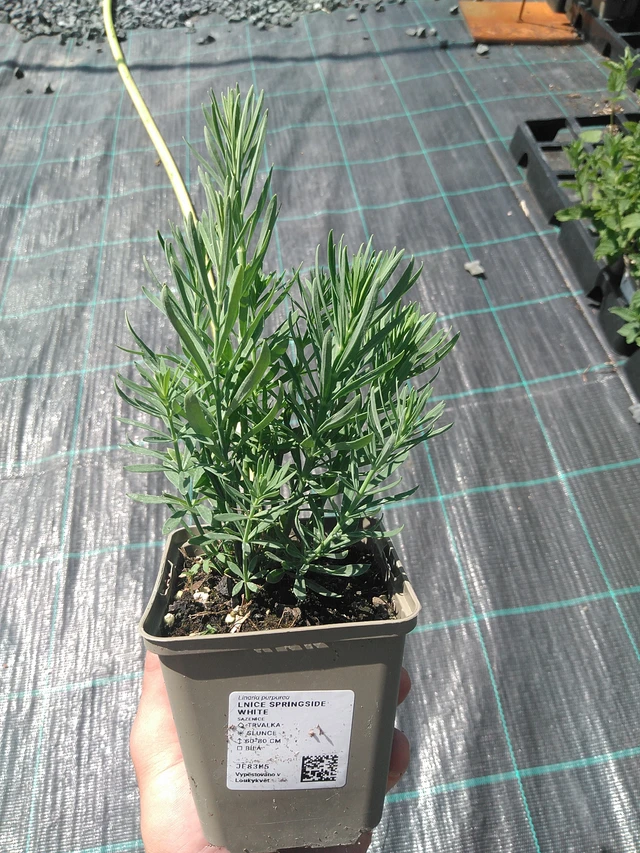 Toadflax Springside White - 24. 6. 2025