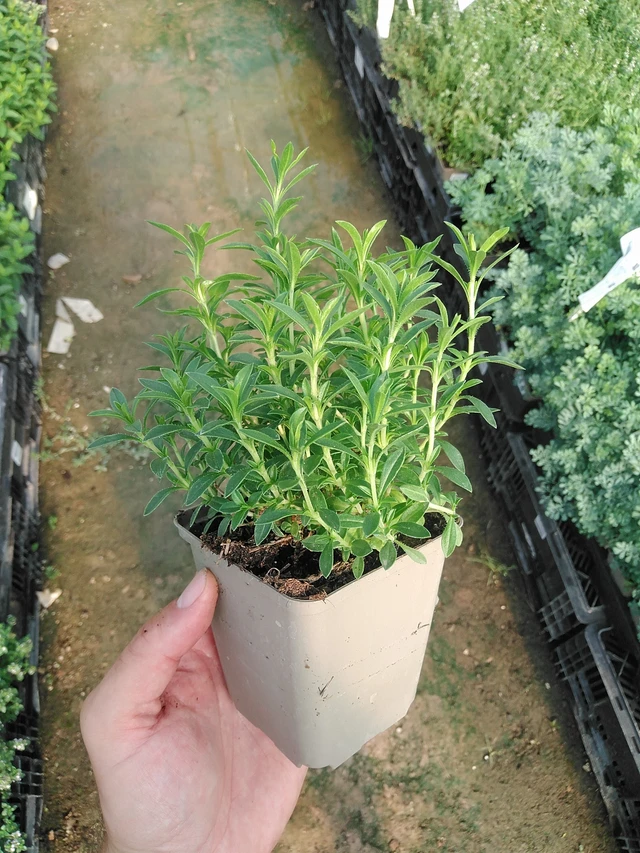 Saturejka horská - 1. 7. 2025