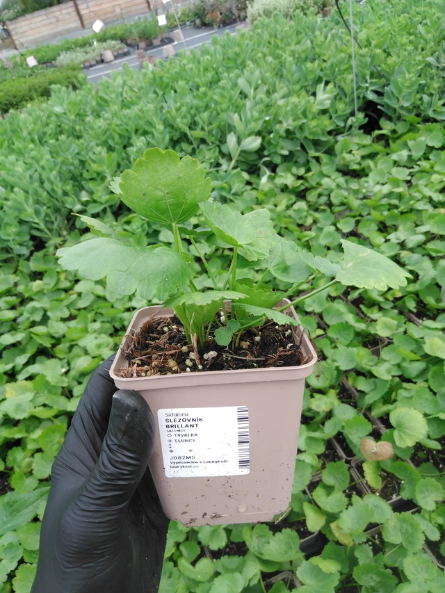 Malva Brilliant - 2024