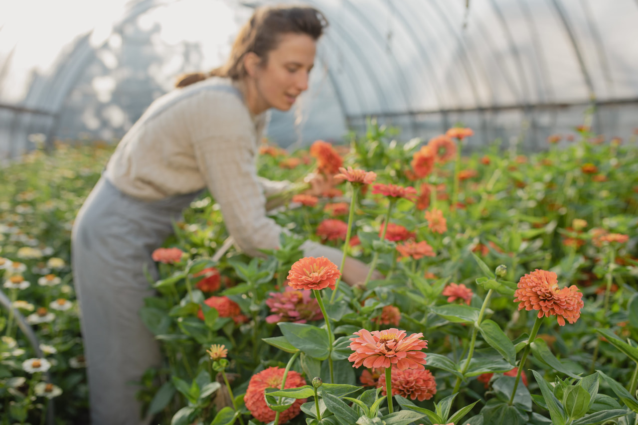 Cínie Benary’s Giant Salmon Rose, Loukykvět