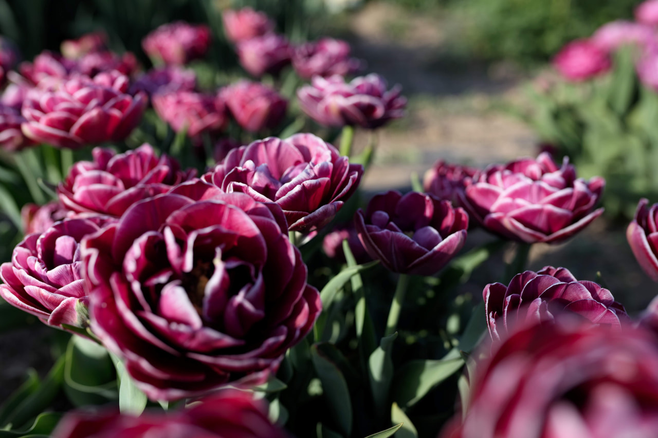 Tulipán Dream Touch, Loukykvět