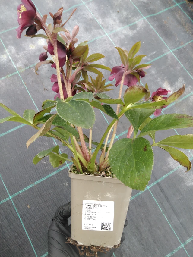 Čemeřice Pretty Ellen Red - 1. 4. 2026