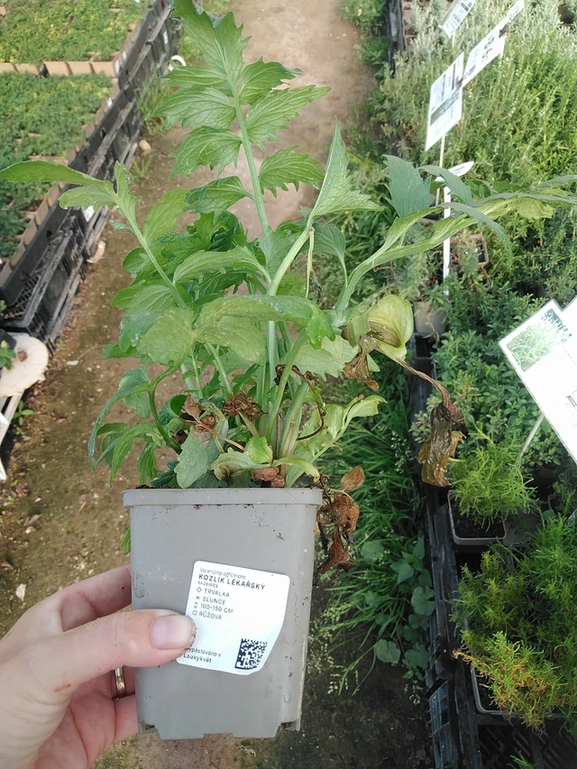 Kozlík lékařský - 19. 8. 2025