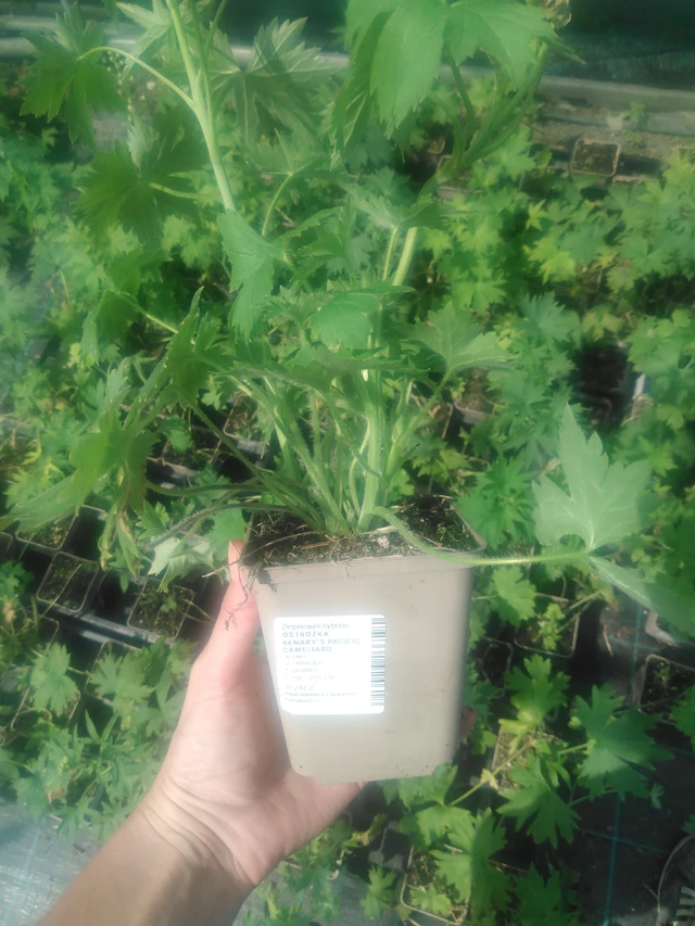 Espuela de caballero Benary’s Pacific Cameliard - 2024