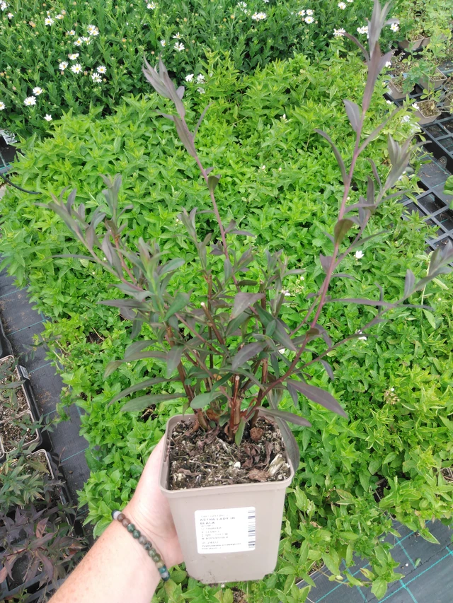 Asteri Lady in Black - 2024