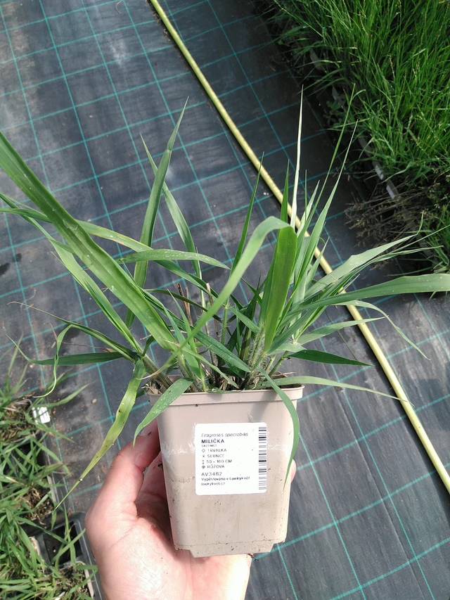 Milička - 24. 6. 2025