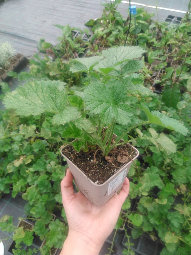 Geum Totally Tangerine - 2024