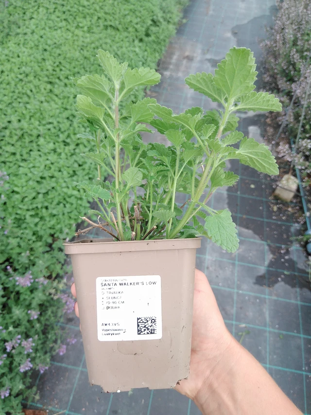 Hierba gatera Walker’s Low - 10. 9. 2025