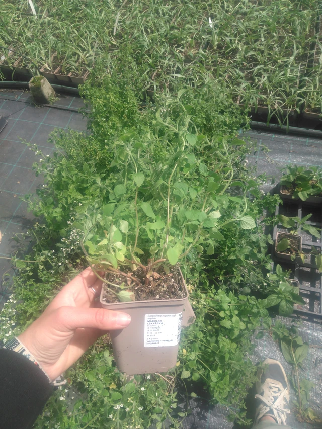 Päivänkakkara rohtopäivänkakkara - 2024