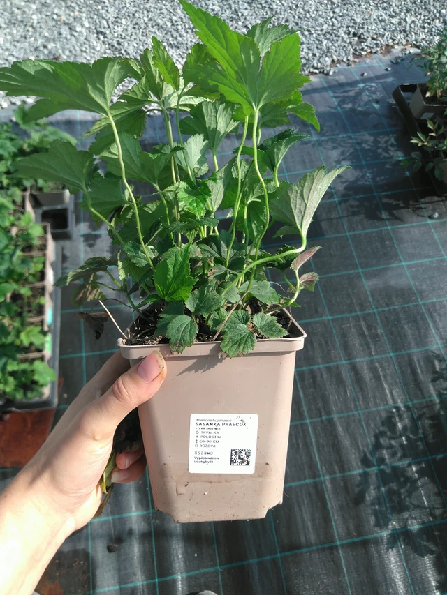 Sasanka Praecox - 11. 7. 2025