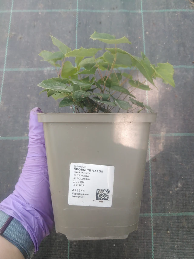 Barrenwort Valor - 10. 7. 2025