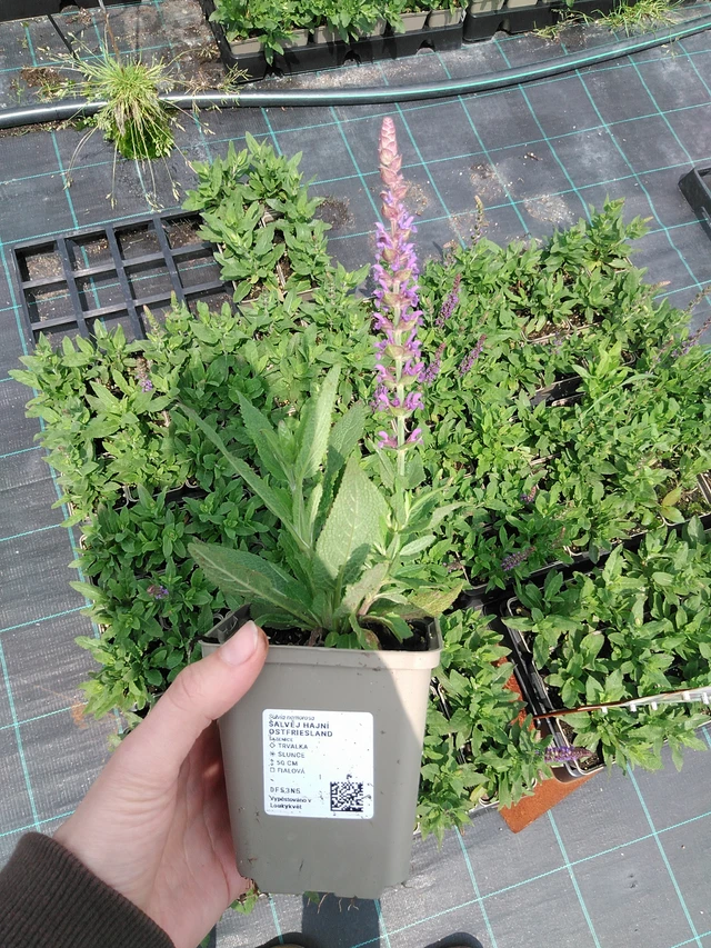 Šalvěj hajní Ostfriesland - 9. 6. 2025