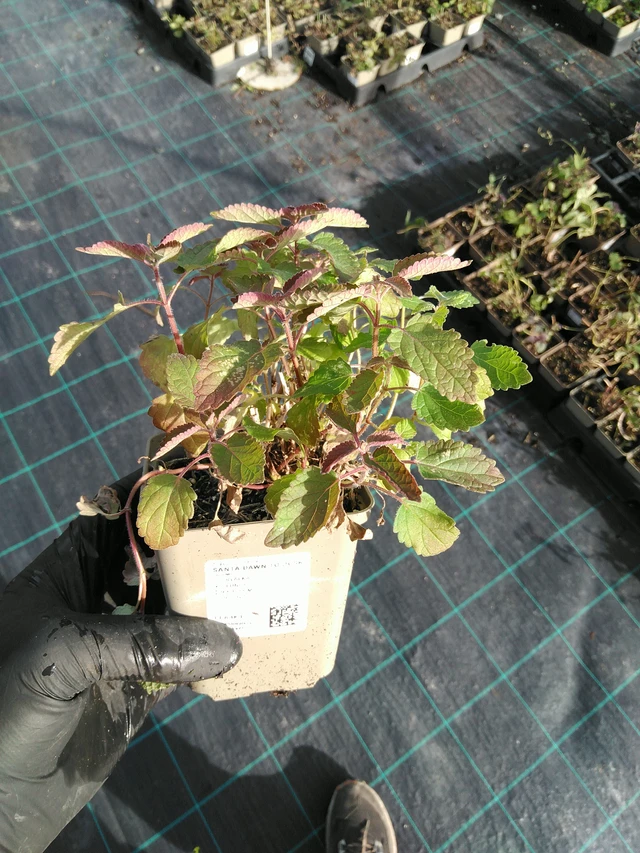 Šanta Dawn to Dusk - 31. 10. 2025